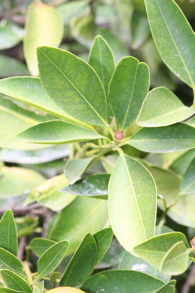              Sun leaves (Riverside, CA)       